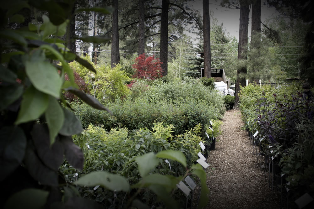 nursery_path2