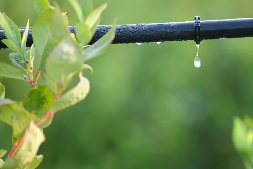 irrigation drip lines and sprinkler systems